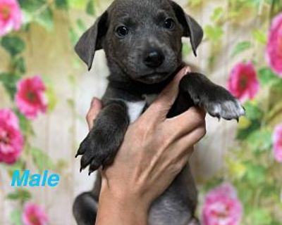 Biggie - Border Collie Male Puppy for Adoption