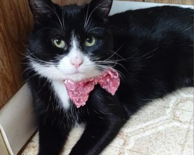 Ebony - Domestic Short Hair Female Cat for Adoption