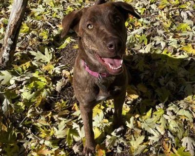 Child. Brown/chocolate. Please go to our website at www.milehighlabmission.com to find out more about this pet and to submit an adoption application. Please DO NOT call or email us; all information about current dogs available, adoption donations, vetting, and this specific dog are on our website. We are a non-profit organization and we are completely 100% volunteer run. We DO NOT have a shelte...