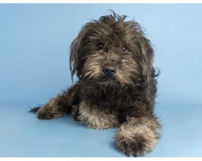 BRUCE - Schnauzer (Miniature) Male Dog for Adoption