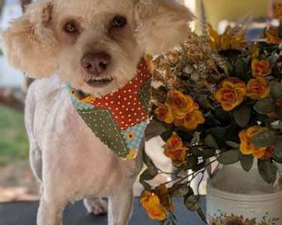 COCO - Maltipoo Male Dog for Adoption
