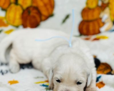 5 Male and 4 Female Golden Retriever Puppies for Sale