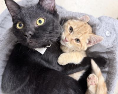 Duggie (Love-bug) - Domestic Short Hair Male Cat for Adoption