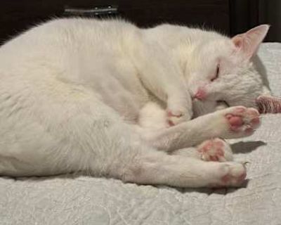 Kixxi just turned 6 years old. She is an independent, calm cat that likes occasional attention but can be self sufficient. She likes affection, but doesn t need it on a constant basis. Kixxi grew up with a dog in the same home and likes to play with her. Kixxi is a house cat, but loves fresh air. She goes out on the balcony once per day.. Good with dogs Not good with cats Shots current Spayed /...