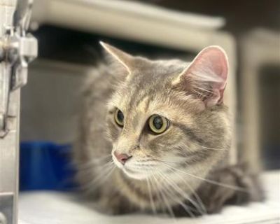 Health Spayed / neutered.. Senior Female Medium