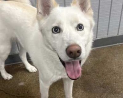 Pegasus - Pomsky Male Dog for Adoption
