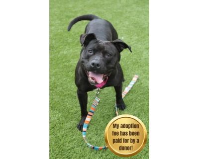 Blitzen - Mixed Breed (Small)/Mixed Breed (Medium) Mix Female Dog for Adoption