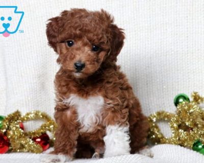 Magic - Male Mini Poodles Puppy for Sale
