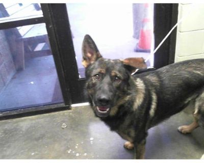 HUCK - German Shepherd Dog Male Dog for Adoption