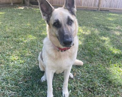 HEIDI GS - German Shepherd Dog Female Dog for Adoption