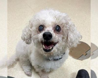 LEONARD - Bichon Frise Male Puppy for Adoption