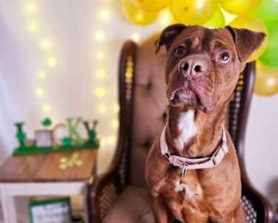 Reba - American Pit Bull Terrier/Mixed Breed (Medium) Mix Female Dog for Adoption
