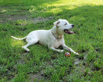 Regis - American Staffordshire Terrier/Mutt Mix Male Dog for Adoption