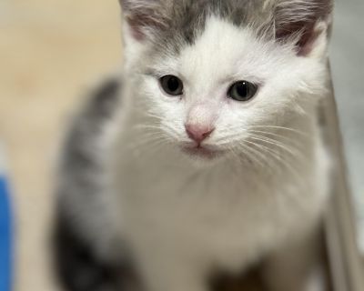 Dudley - Domestic Short Hair Male Cat for Adoption