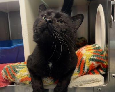 Lovey - Domestic Short Hair Male Cat for Adoption