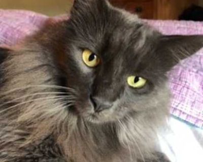 Finn Finn - Russian Blue Male Cat for Adoption