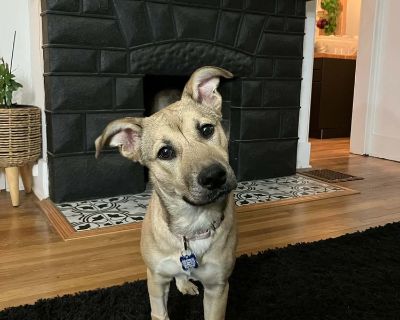 Glinda - Shepherd & Labrador Retriever Mix Female Dog for Adoption