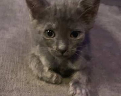 Peggy and her three siblings (one sister and two brothers) are only about two months old, with a date of birth around 9/5/25. These mini snuggle machines are basically interchangeable. Each one is just as adoring, playful, happy, and amazing as the next. I rescued them at about two weeks old, and they have been thriving ever since. These little ones will cuddle with you for hours, and they're a...