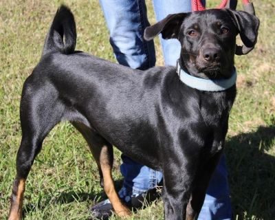 Meet Renee! Renee is a 9-month-old dainty little Doberman mix with the most elegant build and the sweetest expressions. She has a gorgeous sleek black coat and big, gentle eyes that instantly make you fall in love. Renee is a soft-hearted, affectionate girl who loves to snuggle and be close to her people. She s gentle, warm, and incredibly sweet the kind of dog who melts right into you. Despite...