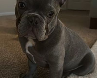 Azure - French Bulldog Male Dog for Adoption