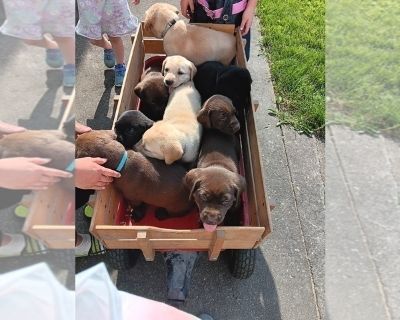 Litter of 9 - Labrador Retriever Male Puppy for Sale