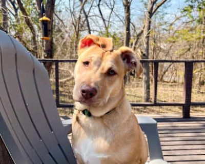 Daisy - Terrier (Unknown Type, Medium)/Labrador Retriever Mix Female Puppy for Adoption