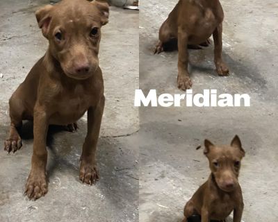 Meet Meridian! She is a Collie mix born around 7/20/24. Kickapoo is her mom. She is a sweet, playful pup that can not wait to meet her forever family. She is spayed, dewormed, current flea/tick/heartworm prevention, age appropriate vaccines and microchipped. If interested, please complete an application found on website or follow link. Phelpscountyanimalrescue.net https://docs.google.com/forms/...