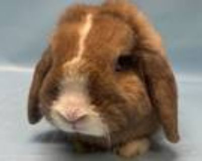 Adopt King Carrot a Holland Lop, Bunny Rabbit