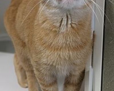 Sebastian - Domestic Shorthair Male Cat for Adoption