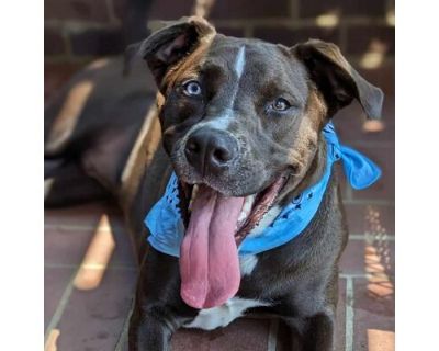 Benny (Pickle) - Terrier (Unknown Type, Medium)/Labrador Retriever Mix Male Dog for Adoption