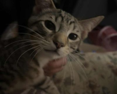 PIP - Domestic Short Hair Male Cat for Adoption