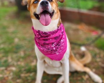 Penny - Shepherd & Husky Mix Female Dog for Adoption