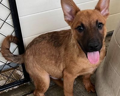 Silas Ramsbottom - Shepherd & Australian Cattle Dog / Blue Heeler Mix Male Puppy for Adoption