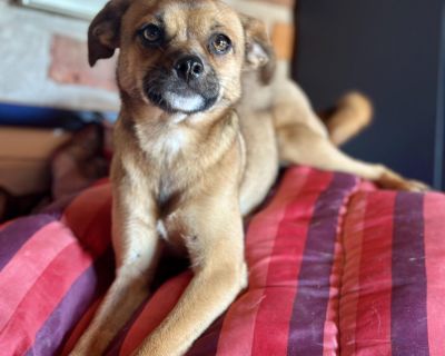 R my - Chihuahua & Pug Mix Female Dog for Adoption