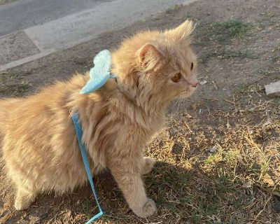 Timory Boy 7 months old Neutered and vaccinated Super playful and full of energy Lap cat So cuddly Please open your hearts for him he needs a forever home Good with cats and small dogs All of our cats for adoption are sterilized, fully vaccinated, treated for fleas/worms, are negative for FIV/FELV, have a registered microchip, and come with their travel crate. Adoptions are on a cost-recovery b...