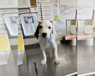 Wimbledon - Border Collie-English Setter Mix Male Puppy for Adoption