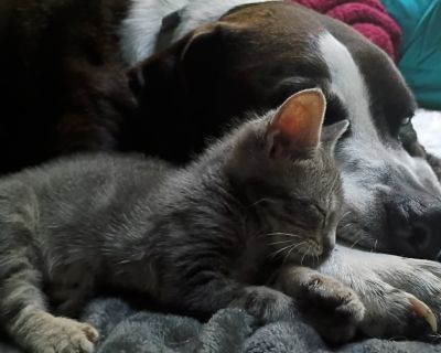 Hello I'm Cora!! I'm currently in a foster home while looking for my loving home. Submit an adoption survey to set up a virtual meet and greet to get to know me more! To learn more about me fill out our adoption survey: https://www.shelterluv.com/matchme/adopt/BHOU/Cat. Health Vaccinations up to date.. Kitten Female Small Gray / Blue / Silver