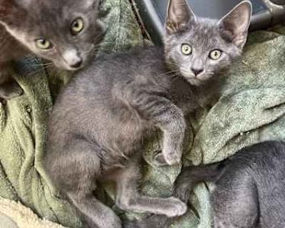 Good with kids Good with cats Shots current Spayed / Neutered Housetrained. Breed Russian Blue Color Gray or Blue Age Kitten Sex Male Pet ID Hair Length short