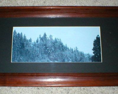 Washington State Evergreens with Snow Photo - Framed
