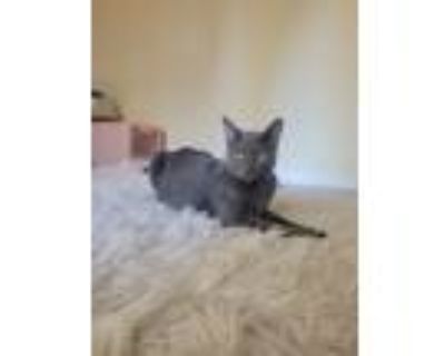 Adopt Jimmy a Gray or Blue (Mostly) Russian Blue / Mixed (short coat) cat in San