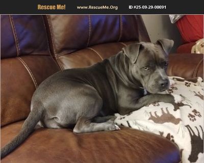 Blue-grey, big bully girl, rescued from traffic in April 2025, needs home with fenced, secure yard. She's sweet-crazy, at 55 lbs, wants to sleep in your lap after puppy burst or vigorous walk; energetic shadow-you- everywhere girl. Haven't seen her with kids. Good with our 2 elder pit-mix girls. Slow to train, but very food motivated. Under slow heartworm treatment, shot every 6 months; 2 to go...