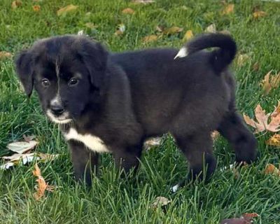 Child. Black - with white. Feast your eyes on this darling litter of 11 this fall! The "Leaf" litter is perfect example of all the various colors of foliage on the trees this autumn season! The pups were born in rescue on September 27th and have been expertly raised by their Momma (Autumn Leaf - also available for adoption and photo included for reference) and all in the same foster home! The 3...