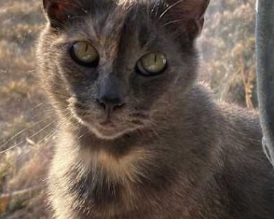 Bandit - American Shorthair Female Cat for Adoption