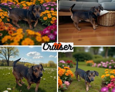 Cruiser - Chiweenie Mix Male Dog for Adoption