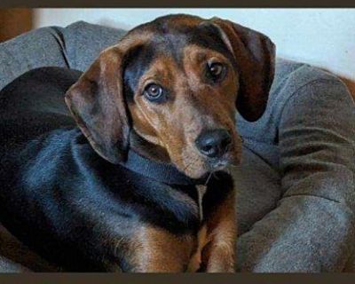 Erin - Coonhound Female Dog for Adoption