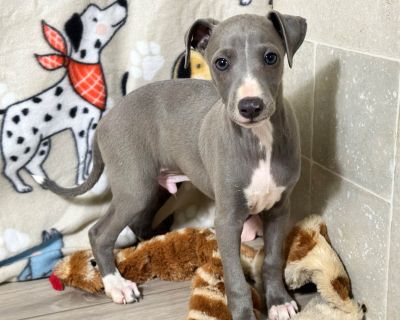 6 Male and 2 Female Italian Greyhound Puppies for Sale