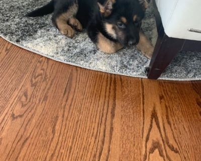 German Shepherd