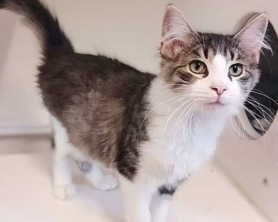 Jinx - Domestic Mediumhair Male Kitten for Adoption