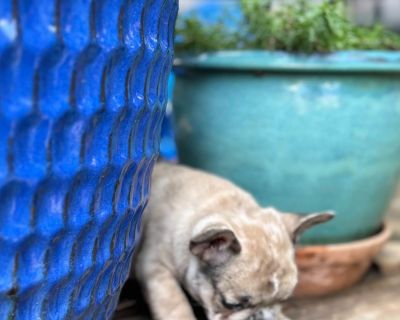 2 Female French Bulldog Puppies for Sale