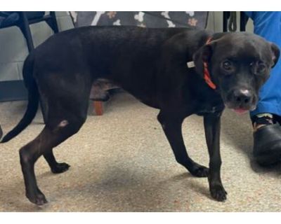 Bryan (Cocoa Adoption Center) - Labrador Retriever/Mixed Breed (Medium) Mix Male Dog for Adoption